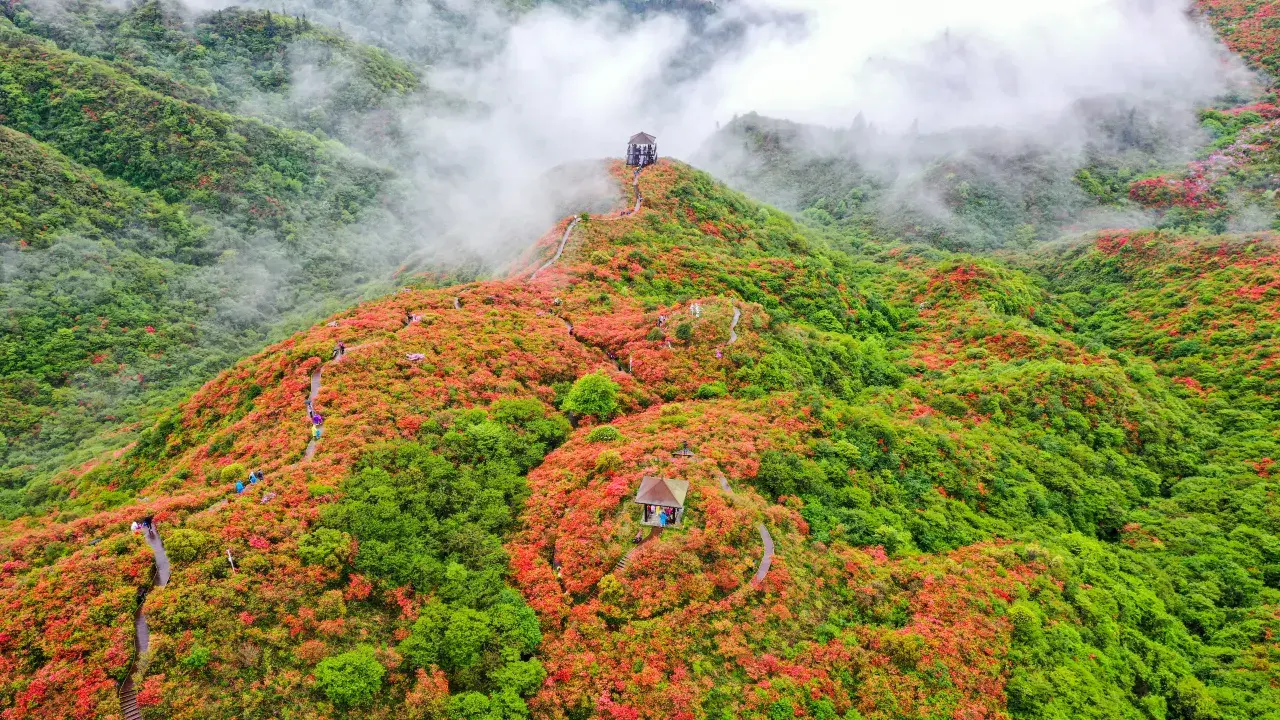 山间杜鹃花海与云雾景观